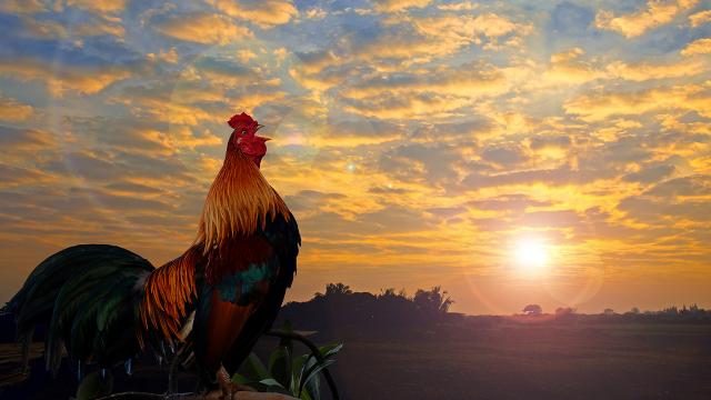 ฝันเห็นไก่ขัน