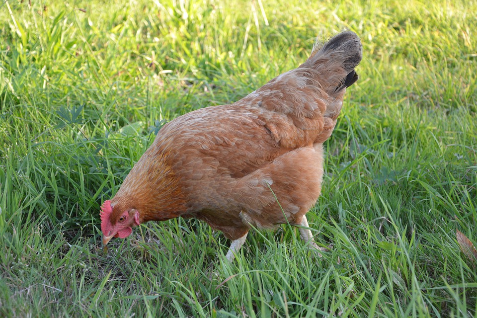 ฝันว่าไก่จิก